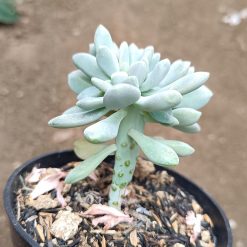 2669. Pachyphytum Hookeri Christata - Image 3