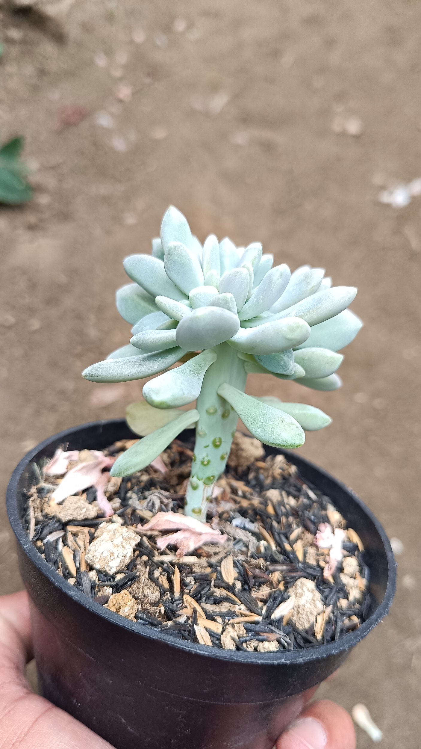 2669. Pachyphytum Hookeri Christata - Image 3