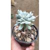 2669. Pachyphytum Hookeri Christata