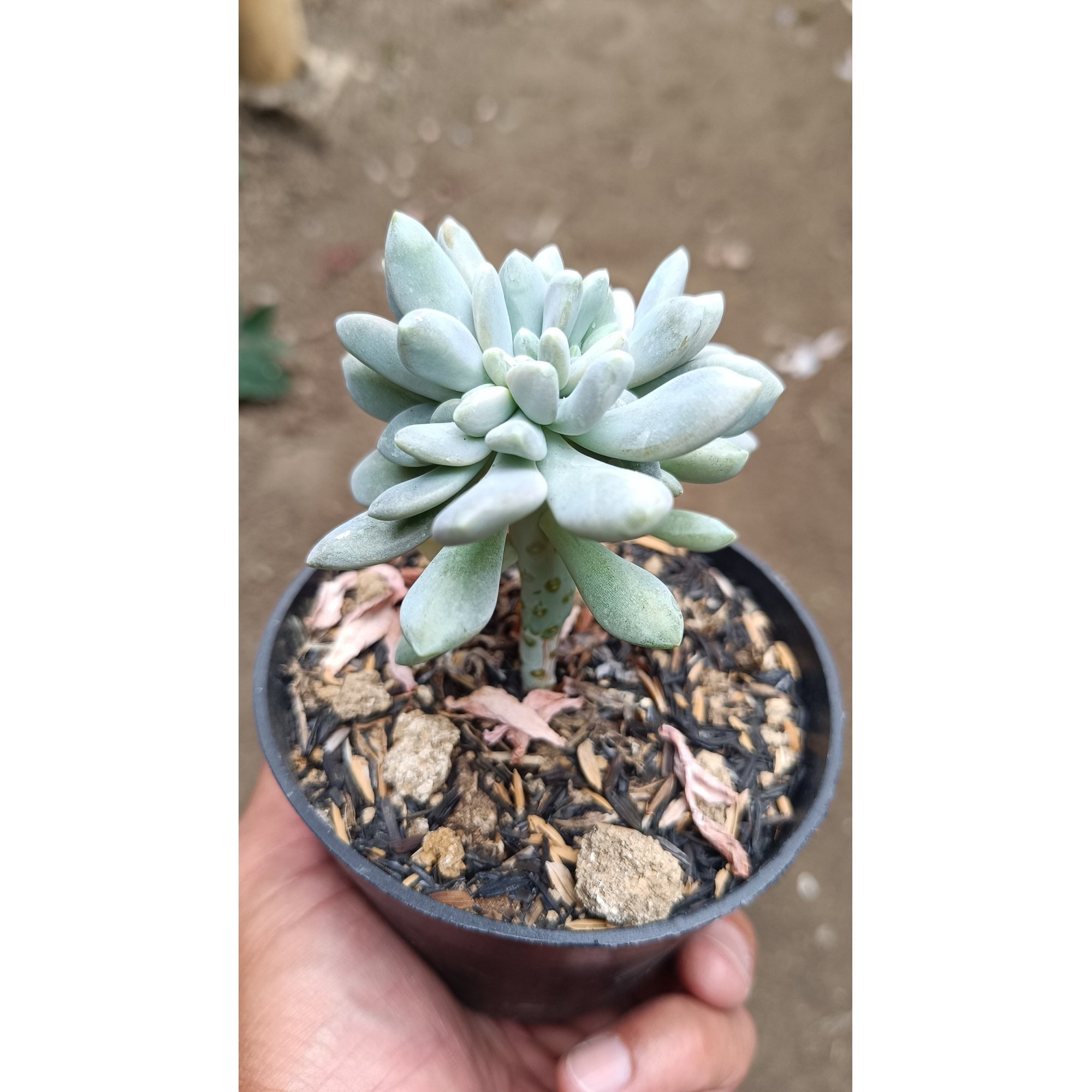 2669. Pachyphytum Hookeri Christata