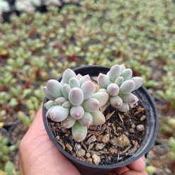 2668. Pachyphytum Machucae 'baby Fingers' Cluster - Image 2