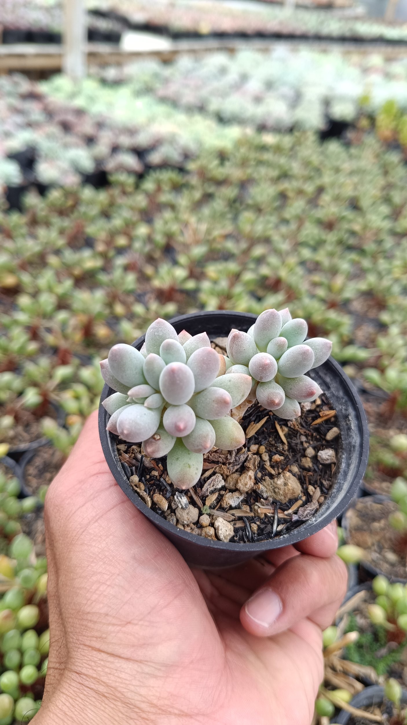 2668. Pachyphytum Machucae 'baby Fingers' Cluster - Image 2