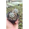 2668. Pachyphytum Machucae 'baby Fingers' Cluster