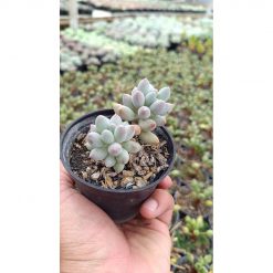 2668. Pachyphytum Machucae 'baby Fingers' Cluster