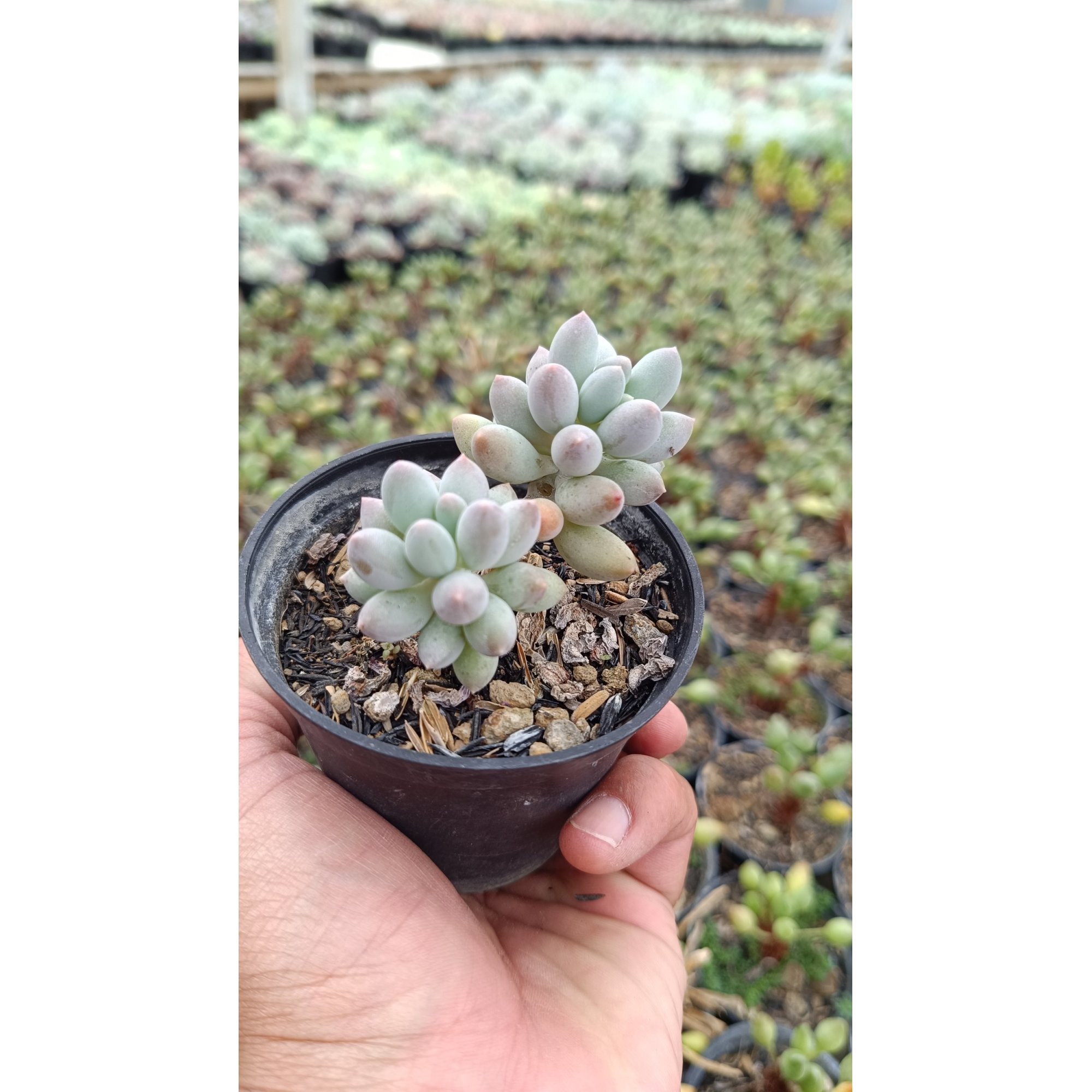 2668. Pachyphytum Machucae 'baby Fingers' Cluster