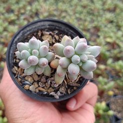 2668. Pachyphytum Machucae 'baby Fingers' Cluster - Image 3