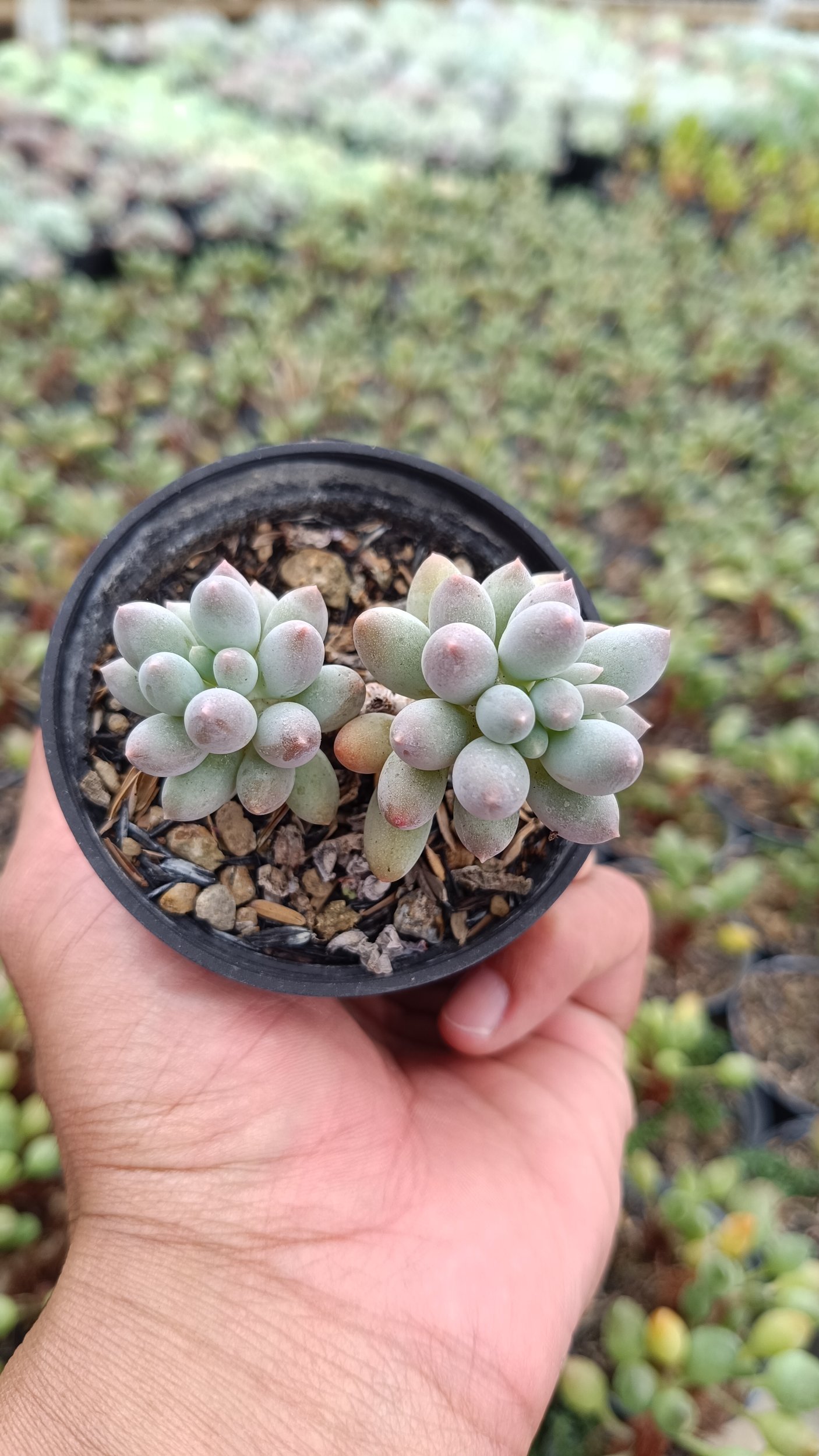 2668. Pachyphytum Machucae 'baby Fingers' Cluster - Image 3