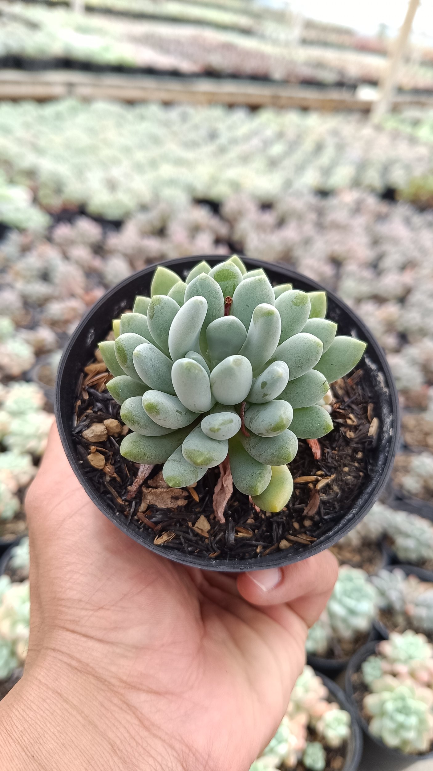 2688. Pachyveria Clavata - Image 2