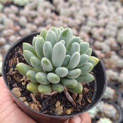 2688. Pachyveria Clavata - Image 3