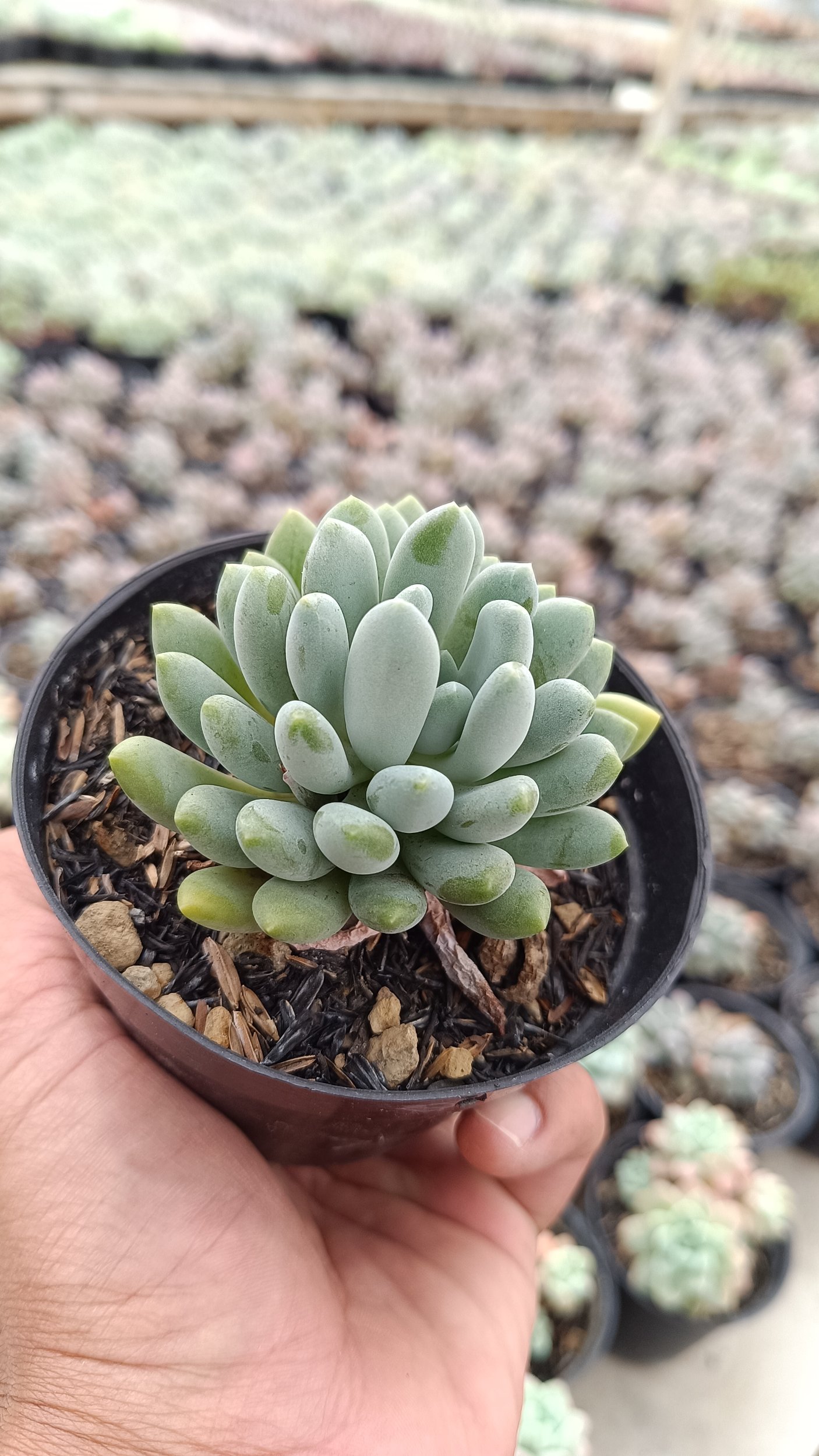 2688. Pachyveria Clavata - Image 3