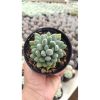 2688. Pachyveria Clavata