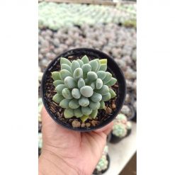 2688. Pachyveria Clavata