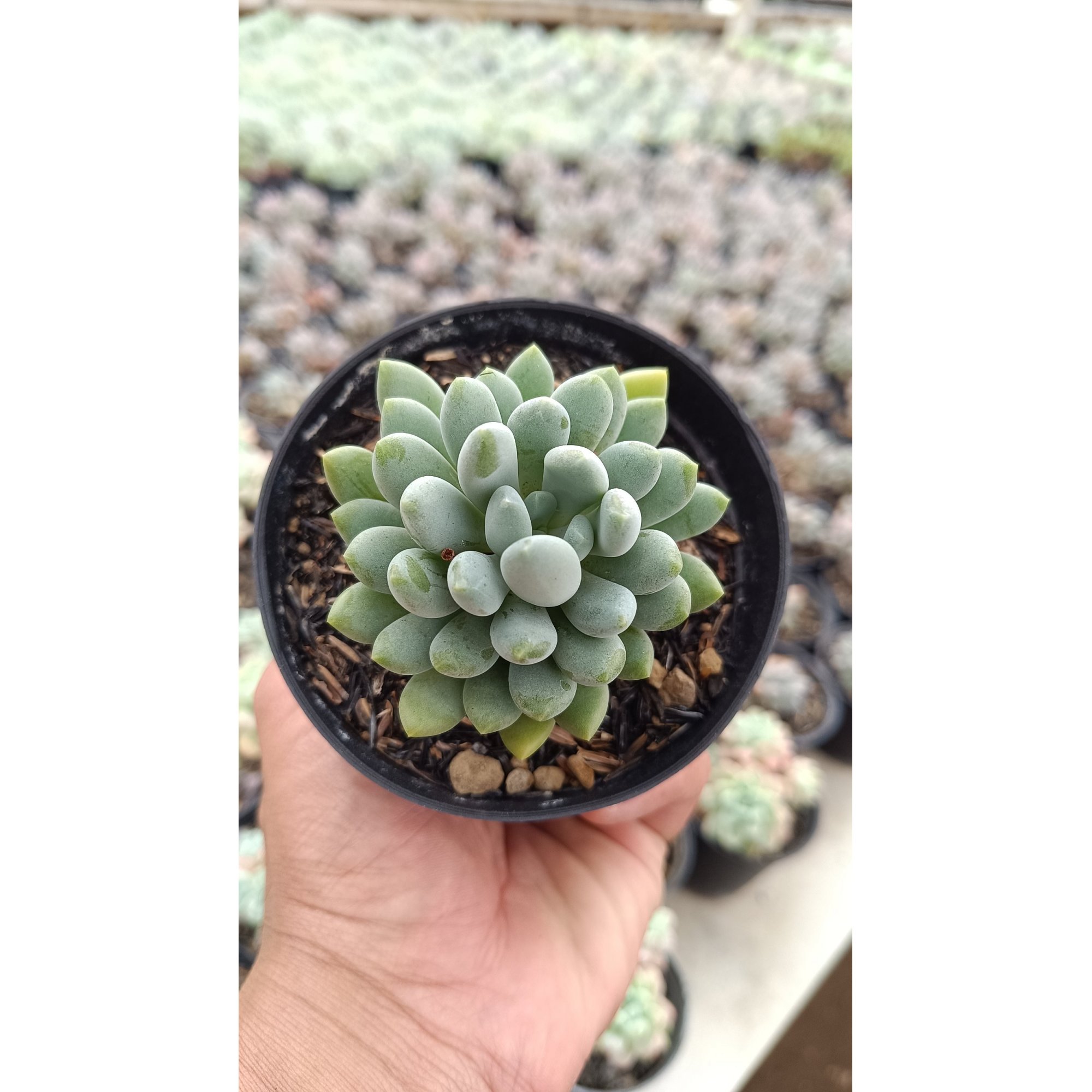 2688. Pachyveria Clavata