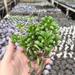 2635. Peperomia Axillaris 3pcs - Image 2