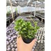 2635. Peperomia Axillaris 3pcs