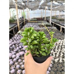2635. Peperomia Axillaris 3pcs