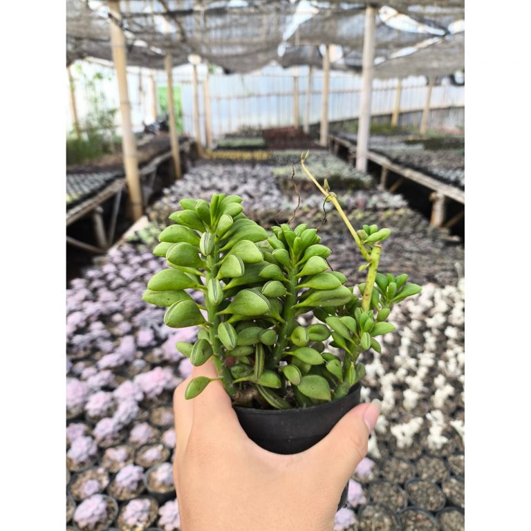 2635. Peperomia Axillaris 3pcs