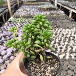 2635. Peperomia Axillaris 3pcs - Image 3