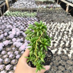 2635. Peperomia Axillaris 3pcs - Image 4