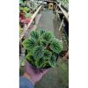 2622. Peperomia Caperata Green