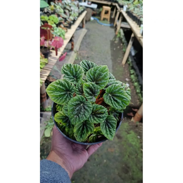 2622. Peperomia Caperata Green