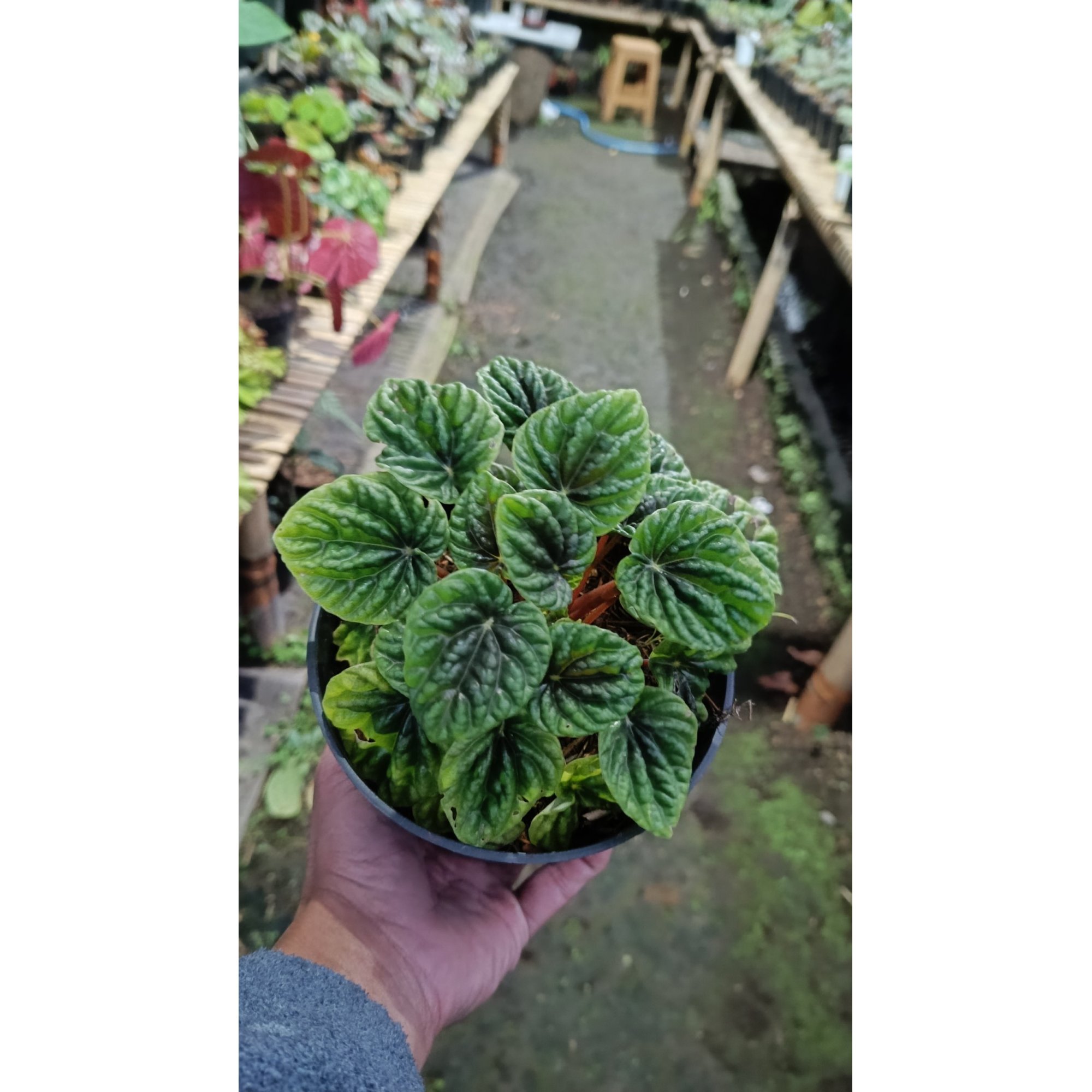 2622. Peperomia Caperata Green