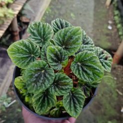 2622. Peperomia Caperata Green - Image 2