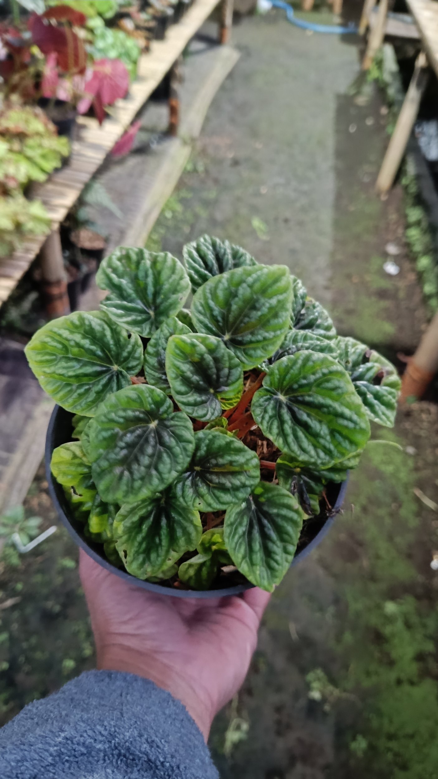 2622. Peperomia Caperata Green - Image 2
