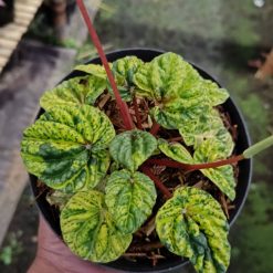 2623. Peperomia Caperata Green Variegated - Image 2
