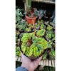 2623. Peperomia Caperata Green Variegated