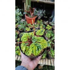2623. Peperomia Caperata Green Variegated