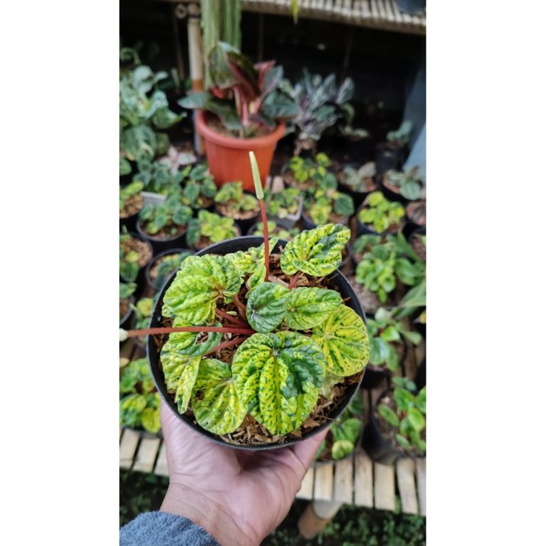 2623. Peperomia Caperata Green Variegated