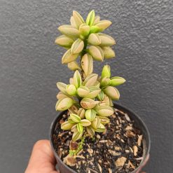 2697. Peperomia Dolabriformis Variegated size 20 cm - Image 2