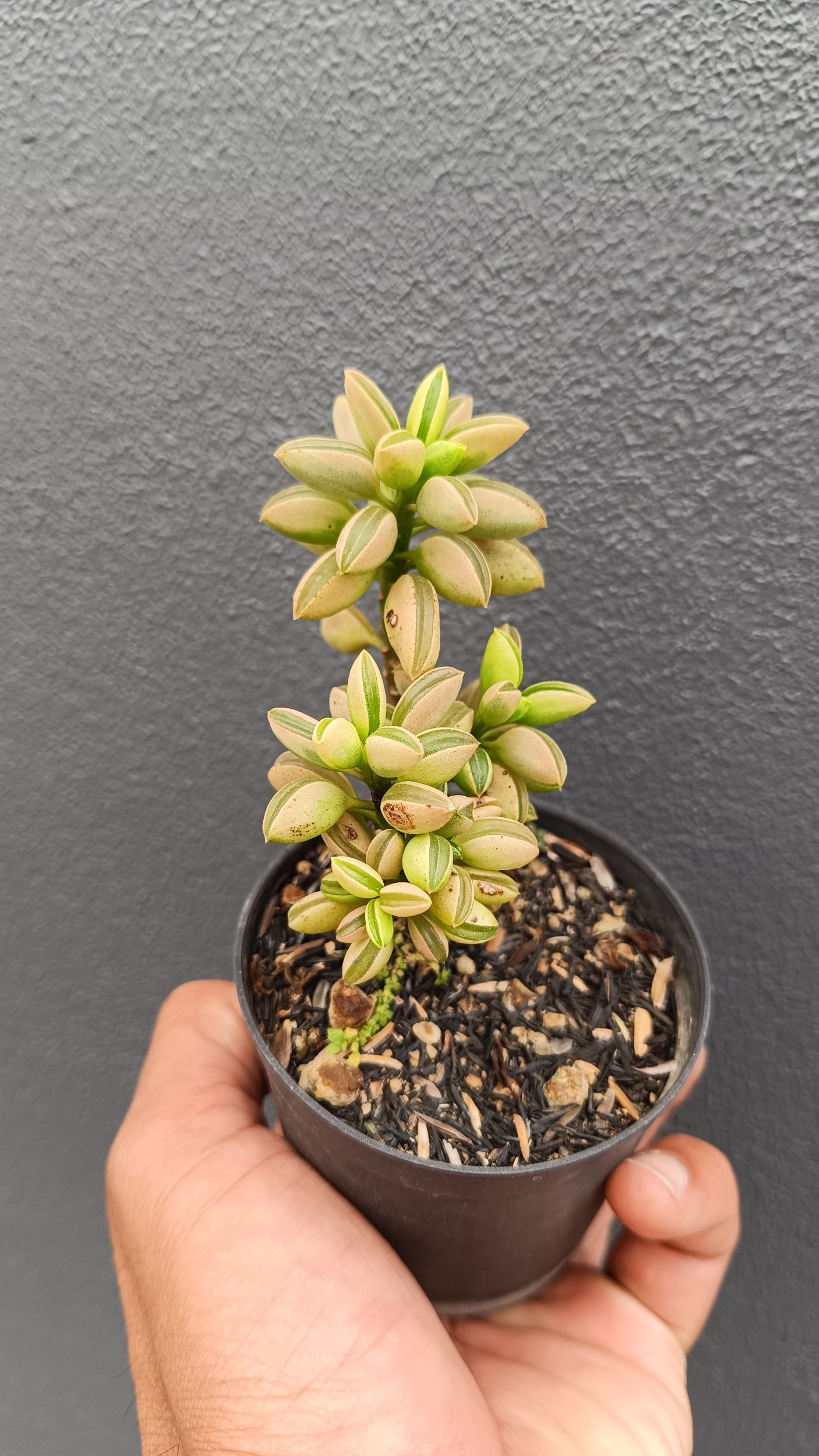 2697. Peperomia Dolabriformis Variegated size 20 cm - Image 2