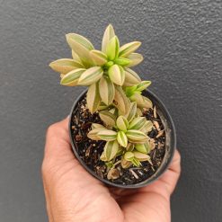 2697. Peperomia Dolabriformis Variegated size 20 cm - Image 3