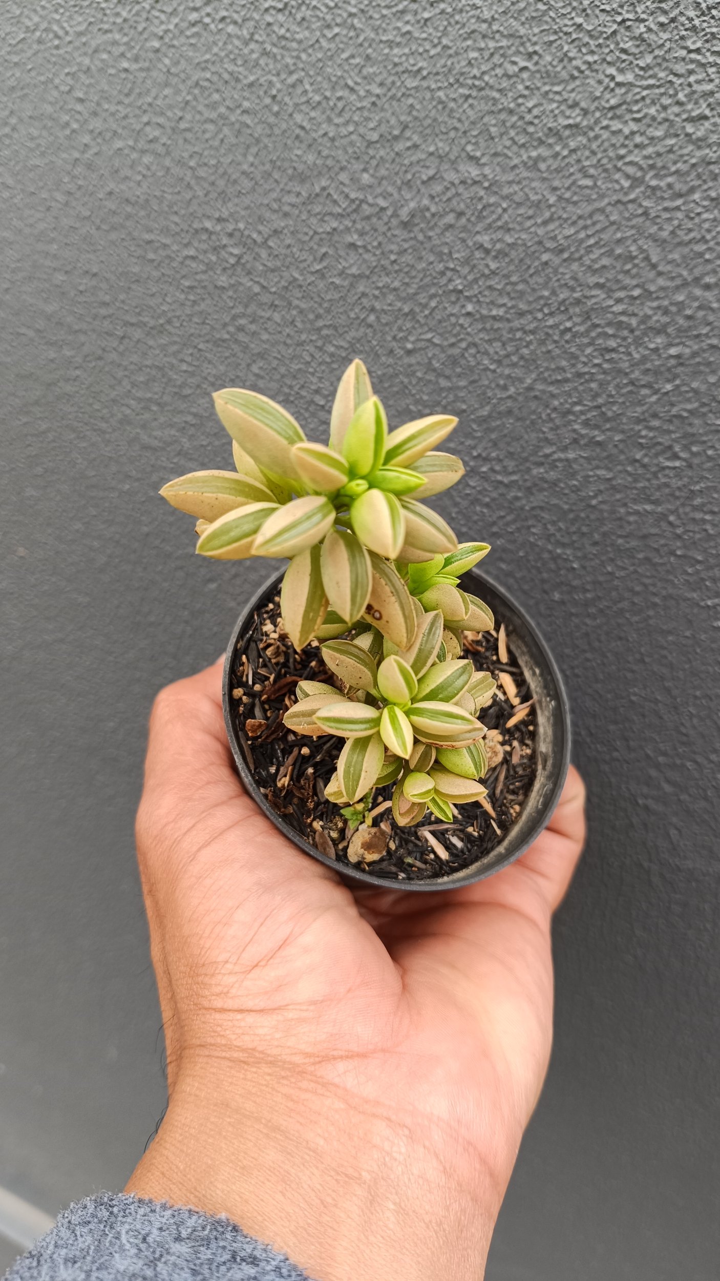 2697. Peperomia Dolabriformis Variegated size 20 cm - Image 3