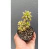 2697. Peperomia Dolabriformis Variegated size 20 cm