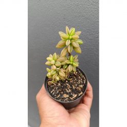 2697. Peperomia Dolabriformis Variegated size 20 cm
