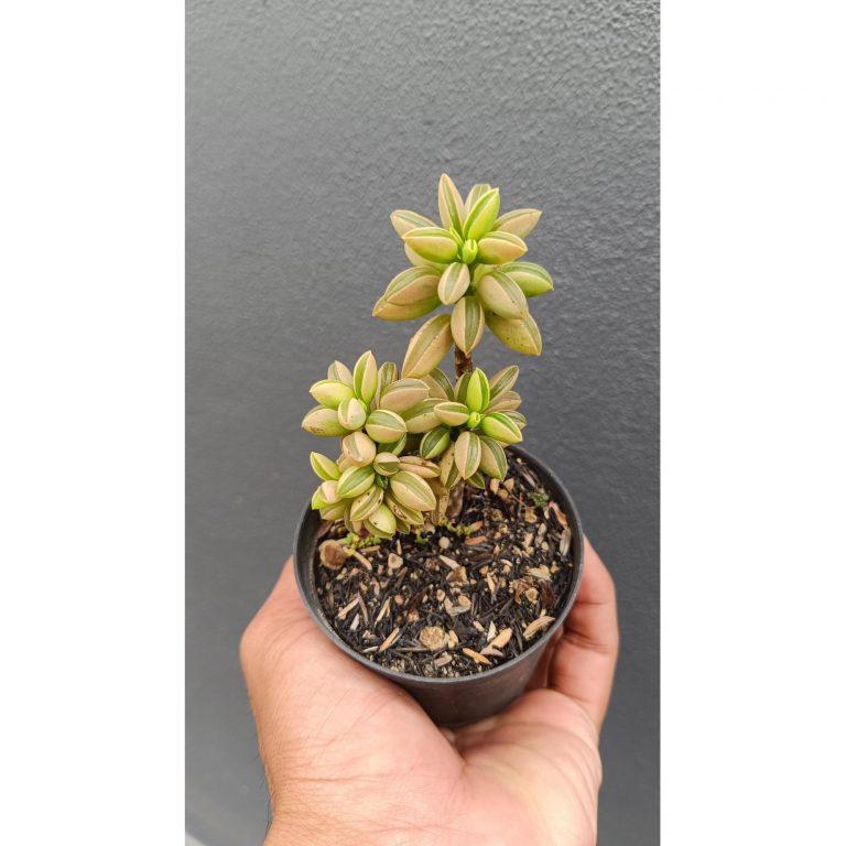 2697. Peperomia Dolabriformis Variegated size 20 cm