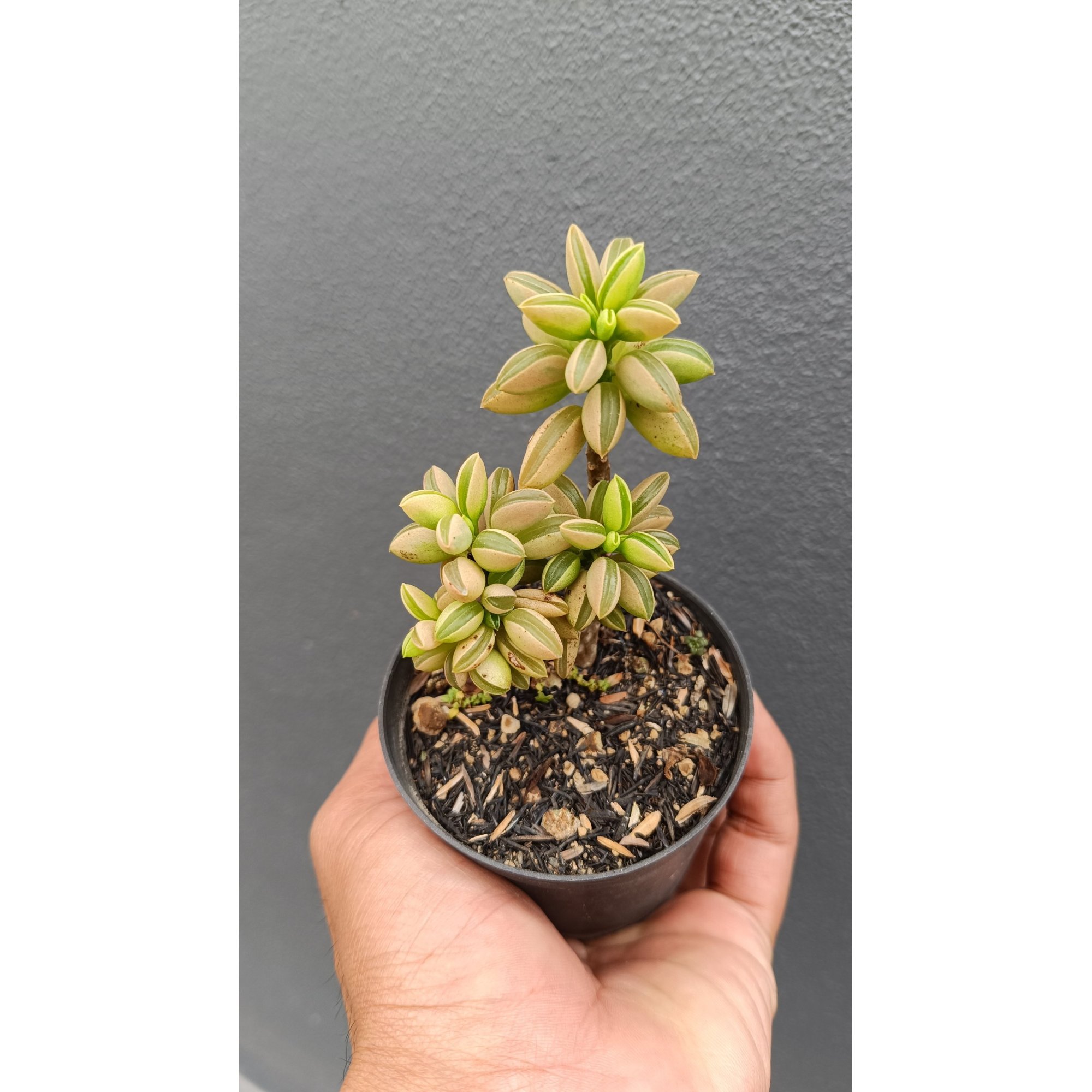 2697. Peperomia Dolabriformis Variegated size 20 cm