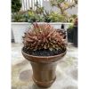 2628. Purpusorum Cisted