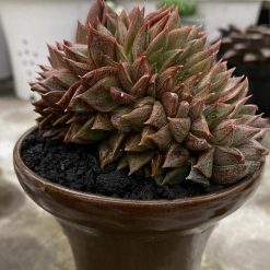 2628. Purpusorum Cisted - Image 3