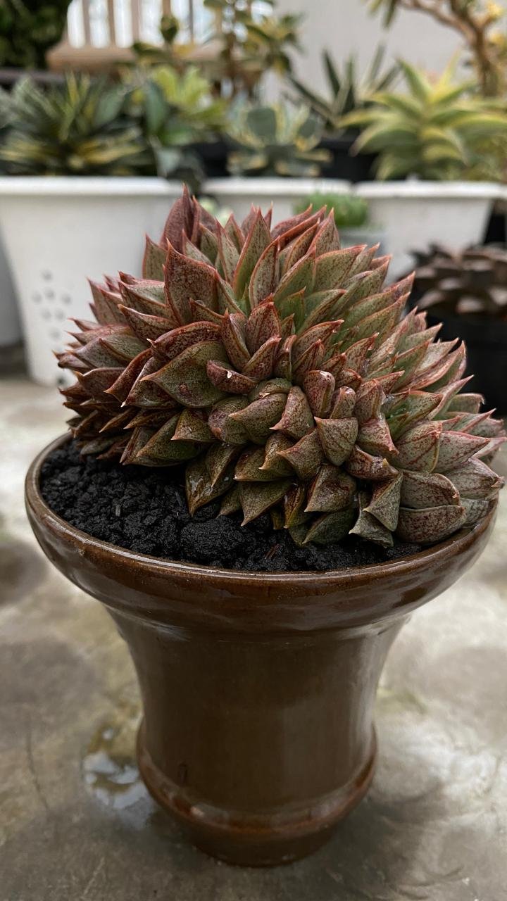 2628. Purpusorum Cisted - Image 3