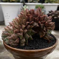 2628. Purpusorum Cisted - Image 5