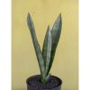 2702. Sanseveria Dark Shadow