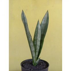 2702. Sanseveria Dark Shadow