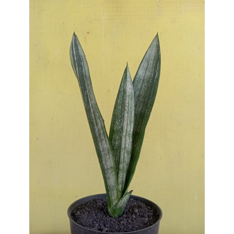 2702. Sanseveria Dark Shadow
