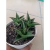 2711. Sanseveria Denjaka 3pcs