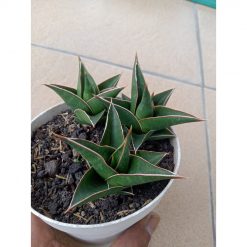 2711. Sanseveria Denjaka 3pcs
