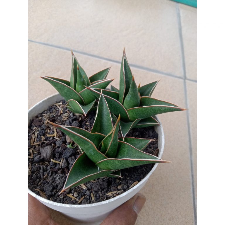 2711. Sanseveria Denjaka 3pcs
